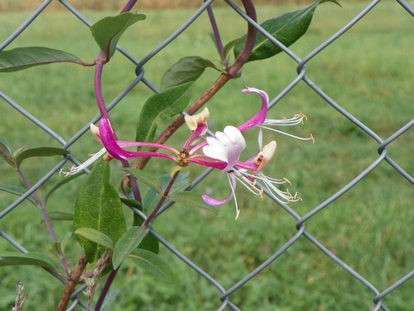 lonicera Chojnow - Dobarland 2018 3