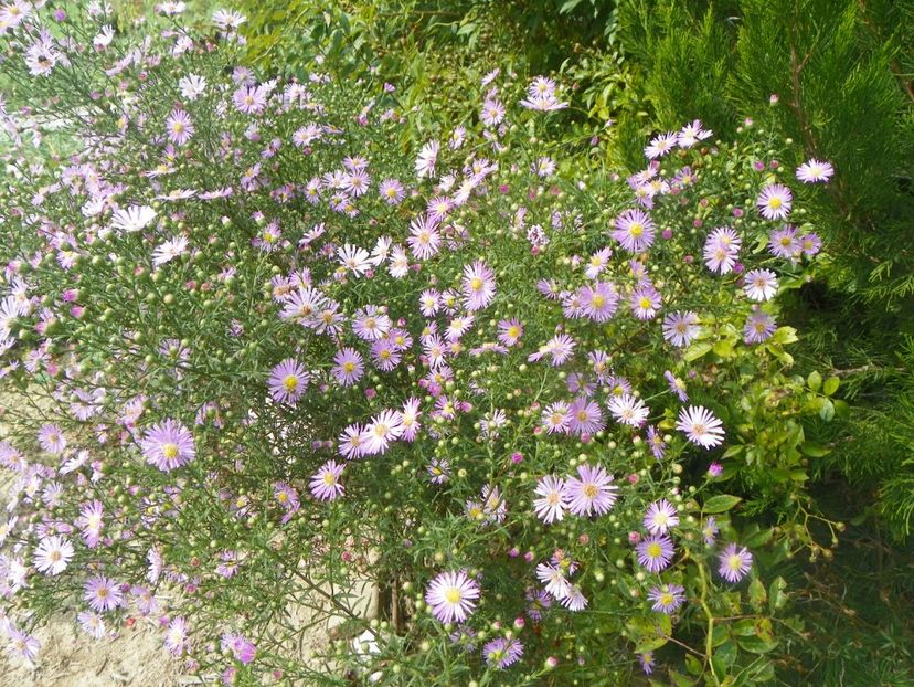 aster ericoides Esther - Dobarland 2018 3