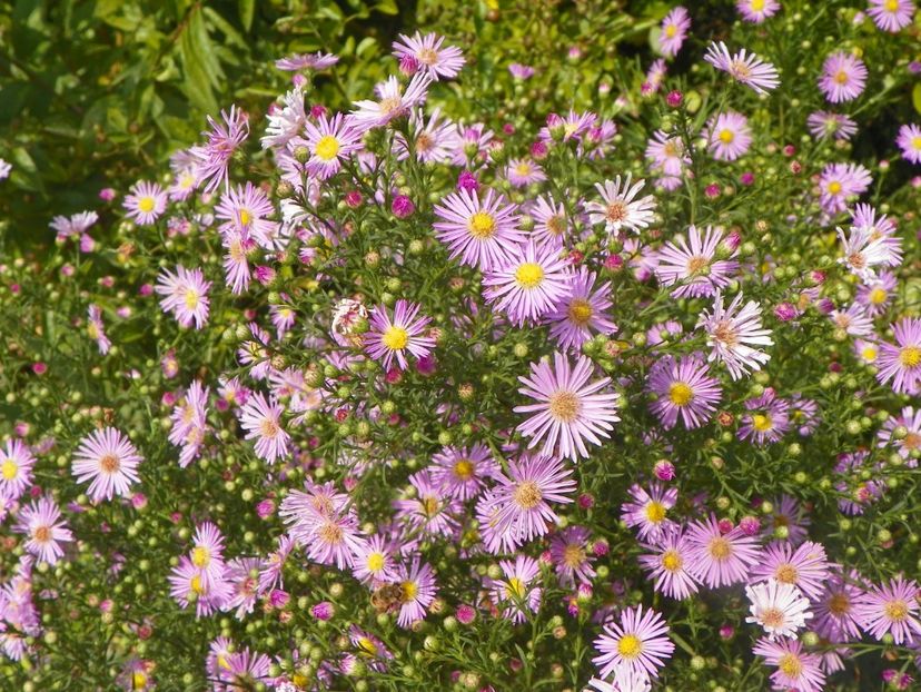 aster ericoides Esther - Dobarland 2018 3