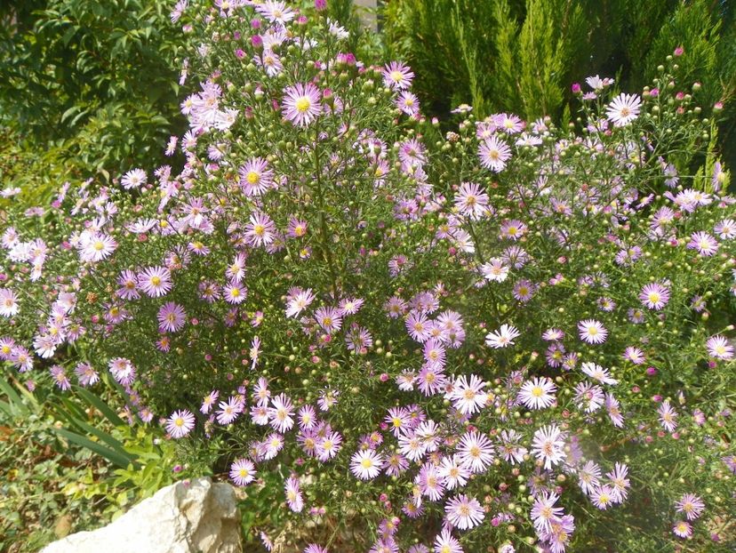 aster ericoides Esther - Dobarland 2018 3