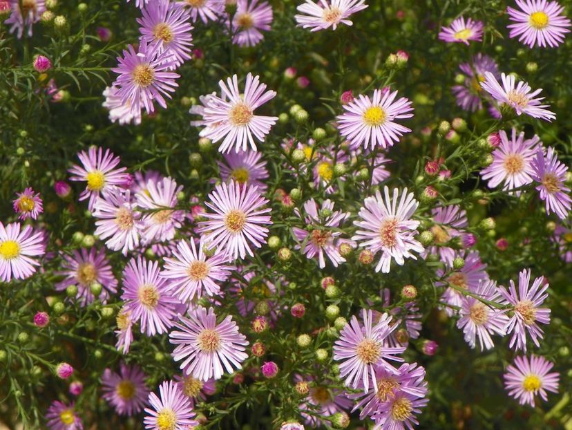 aster ericoides Esther - Dobarland 2018 3