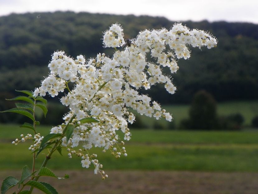 sorbaria tomentosa - Dobarland 2018 3