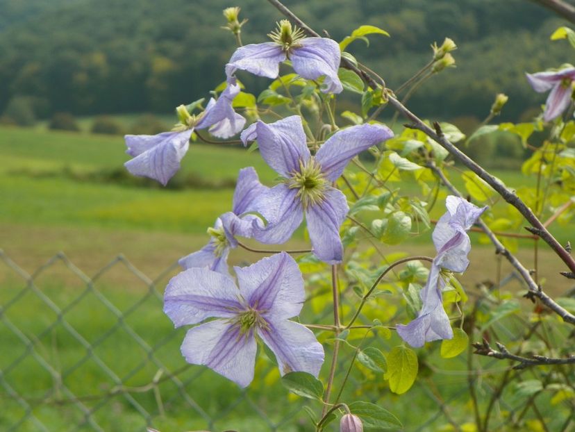 clematis Prince Charles - Dobarland 2018 3