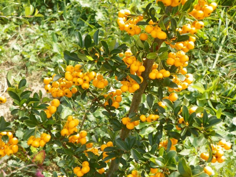 pyracantha Soleil d'Or - Dobarland 2018 3