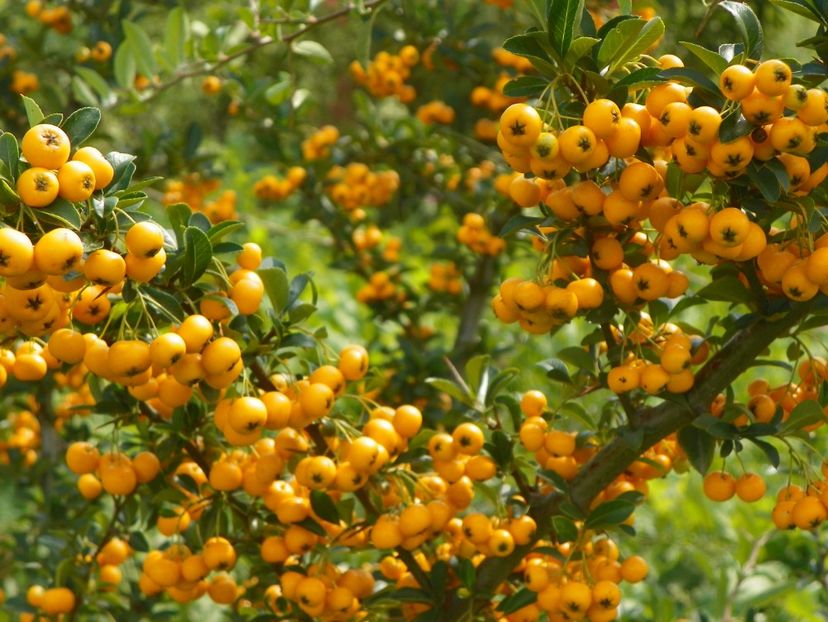 pyracantha Soleil d'Or - Dobarland 2018 3
