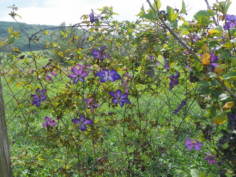 clematis Venosa Violacea - Dobarland 2018 3