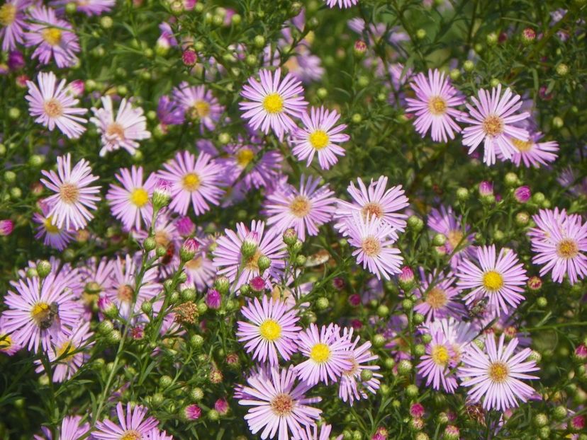 aster ericoides Esther - Dobarland 2018 3