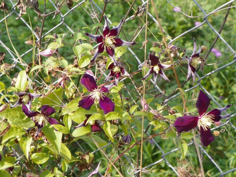 clematis Mikelite - Dobarland 2018 3