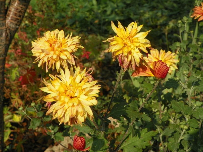 tufanele - Dobarland 2018 3