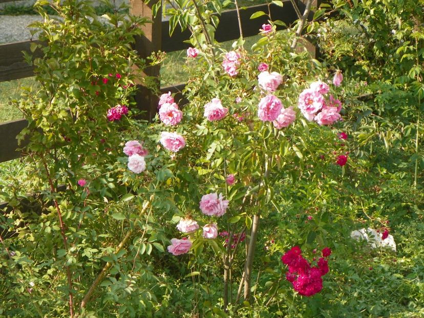 John Davis - Dobarland 2018 3