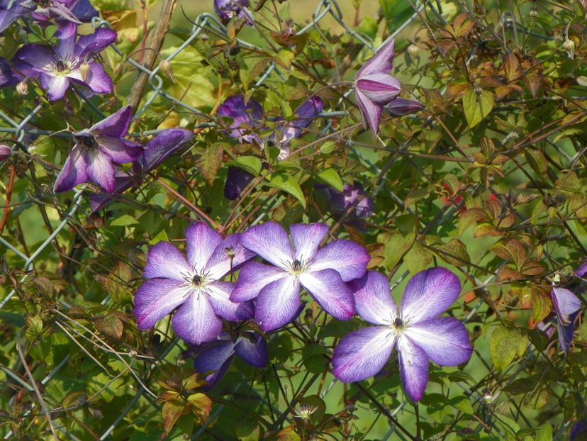 clematis Venosa Violacea - Dobarland 2018 3
