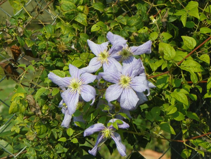 clematis Prince Charles - Dobarland 2018 3