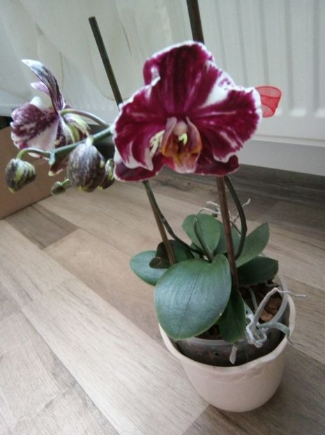  - florile mele dragi