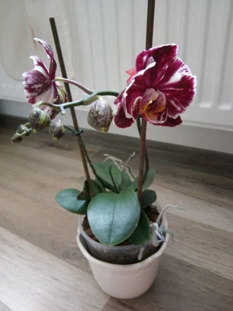  - florile mele dragi