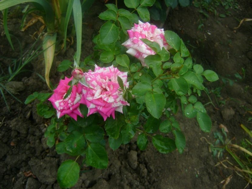  - trandafiri toamna