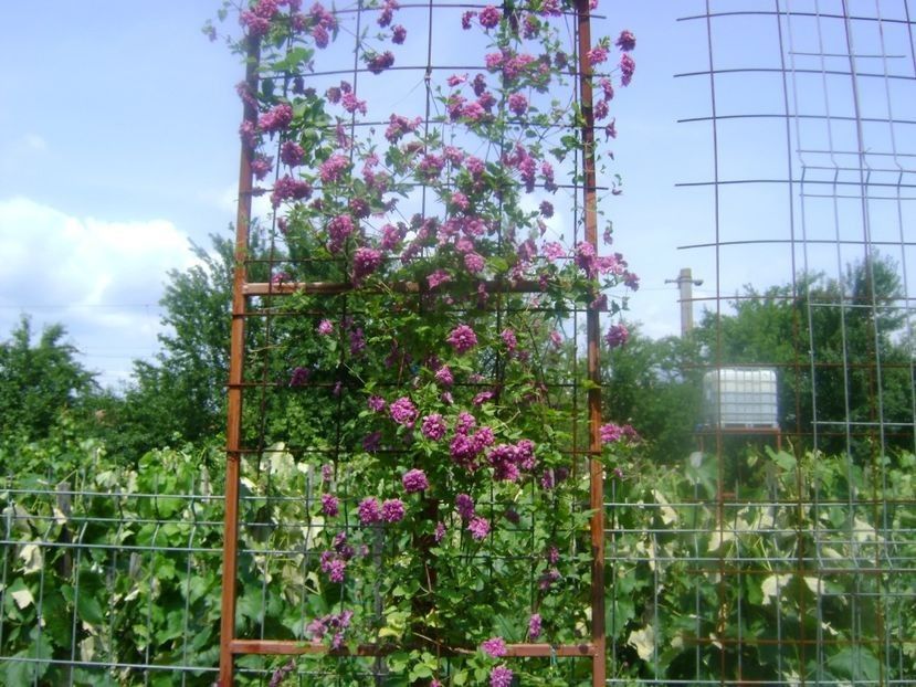  - trandafiri toamna