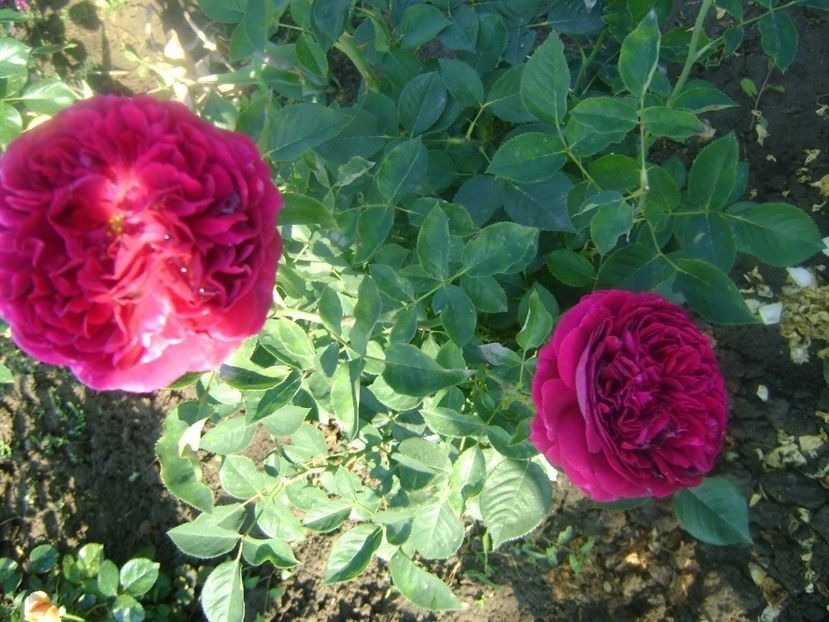  - trandafiri toamna