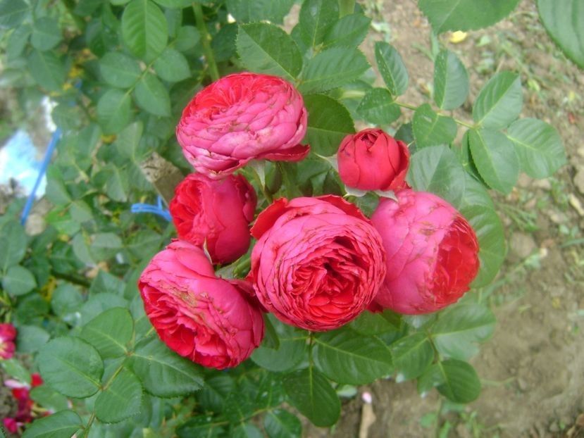  - trandafiri toamna