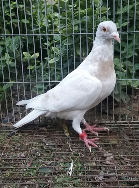 20180916_174349-1 - culori rare la porumbei voiajori