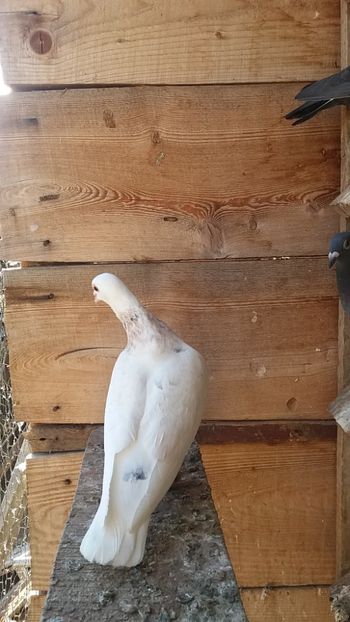  - culori rare la porumbei voiajori