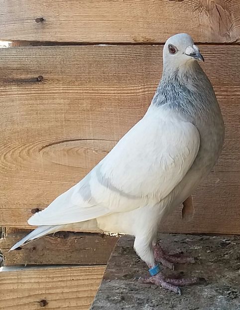 20180916_175651-1 - culori rare la porumbei voiajori