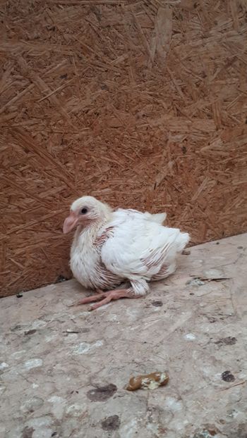 Agh - Tineret AGH 2018