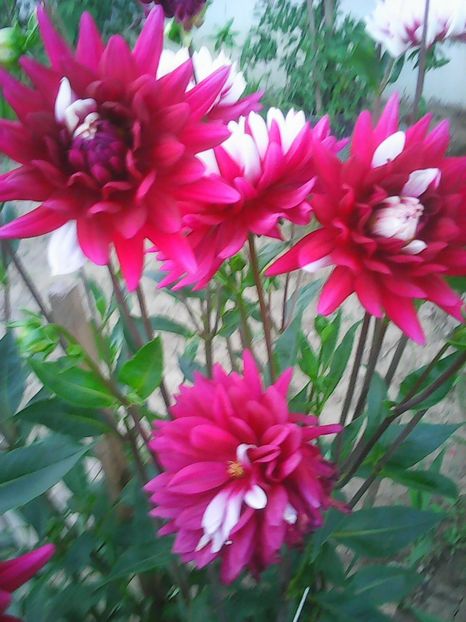Photo0236 - Flori din curte 2018