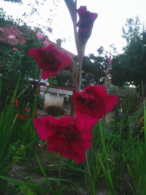 Photo0261 - Flori din curte 2018