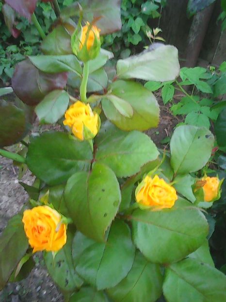 Photo0267 - Flori din curte 2018