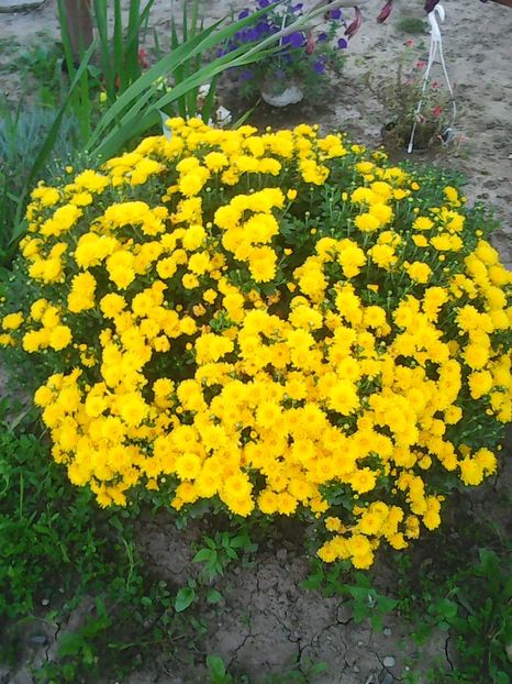 Photo0268 - Flori din curte 2018