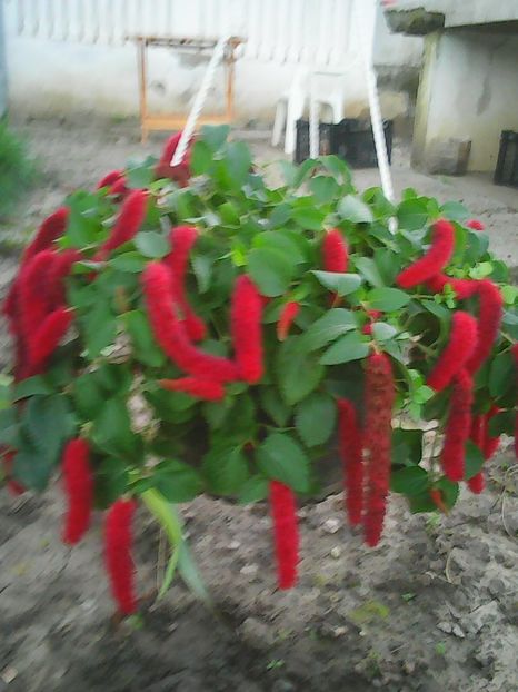 Photo0271 - Flori din curte 2018