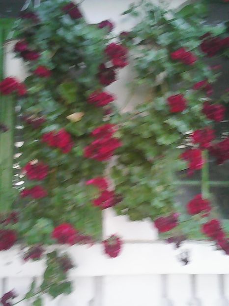 Photo0281 - Flori din curte 2018