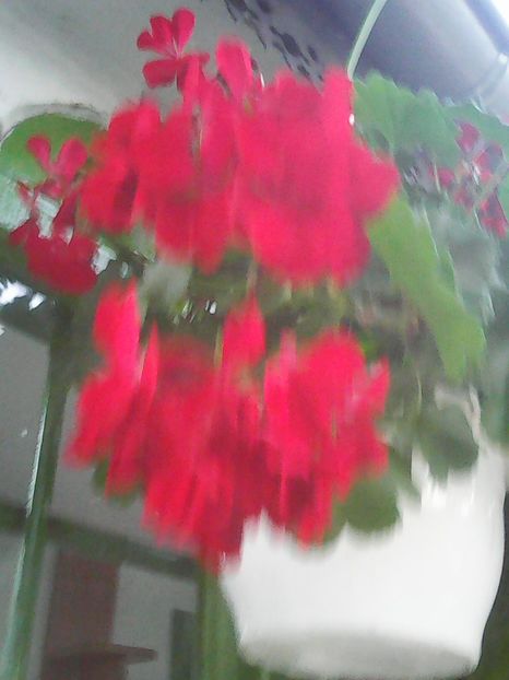 Photo0282 - Flori din curte 2018