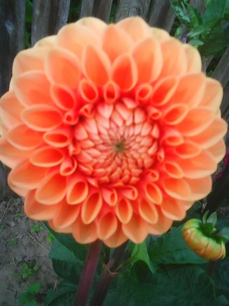 Photo0308 - Flori din curte 2018