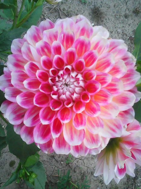 Photo0311 - Flori din curte 2018