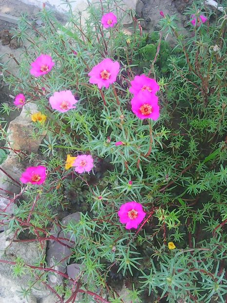 Photo0340 - Flori din curte 2018