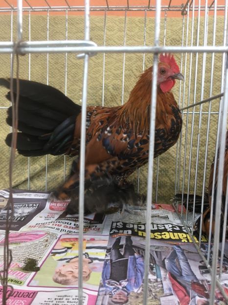 A5AC426D-DC1F-43FF-8E13-266A7F544474 - Cochinchina pitic bobat 2018