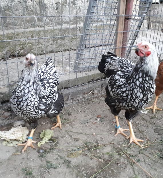  - Wyandotte argintiu