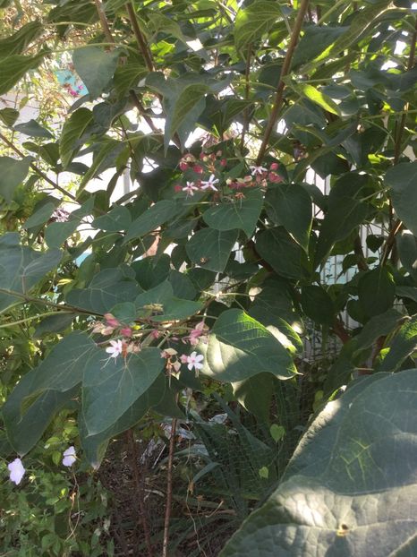 31B587E0-2763-44F7-B44C-E5F2220BE6E4 - Flori toamna 2018