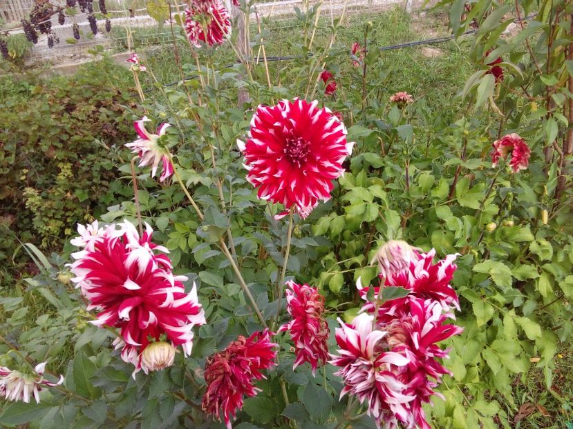 - AAAA_DALII 2015_2017_2018_2019_2020_2023