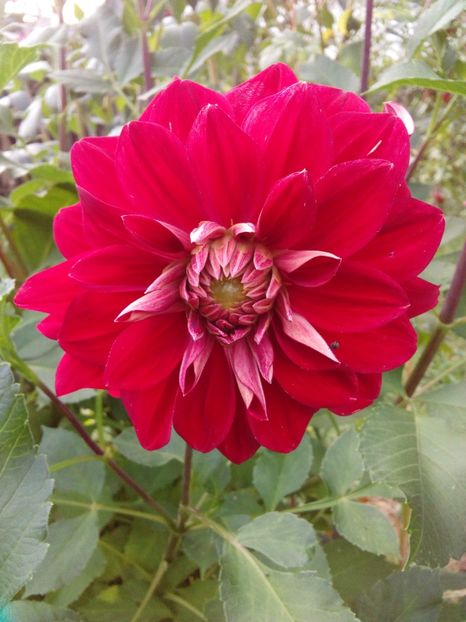  - AAAA_DALII 2015_2017_2018_2019_2020_2023