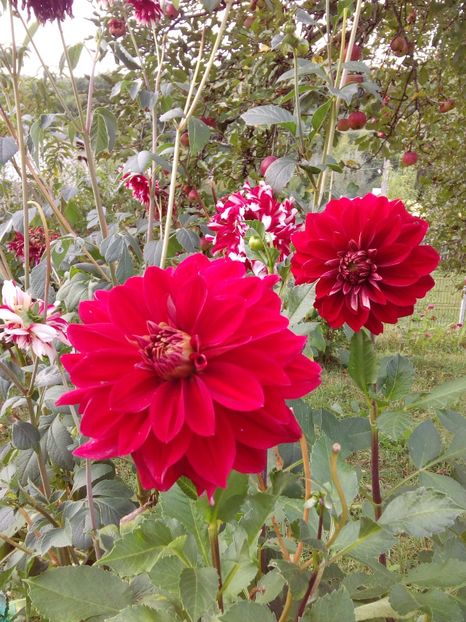  - AAAA_DALII 2015_2017_2018_2019_2020_2023