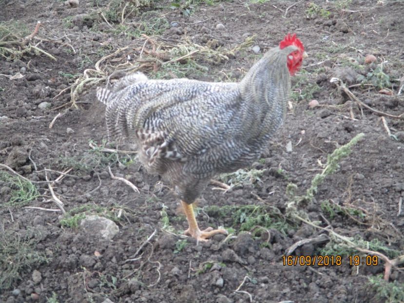  - Plymouth Rock Barat