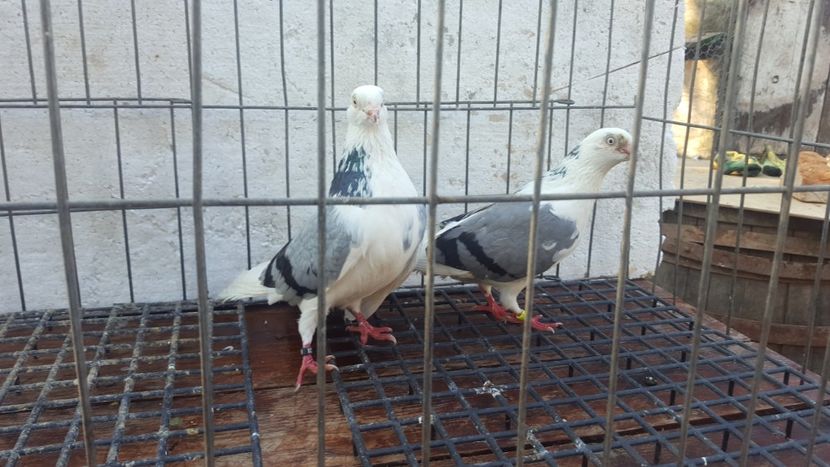  - 4-Jucatori de Galati