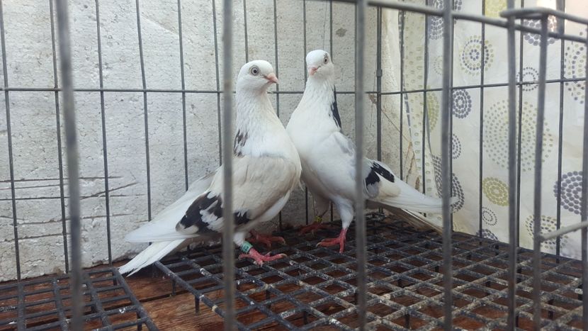  - 4-Jucatori de Galati