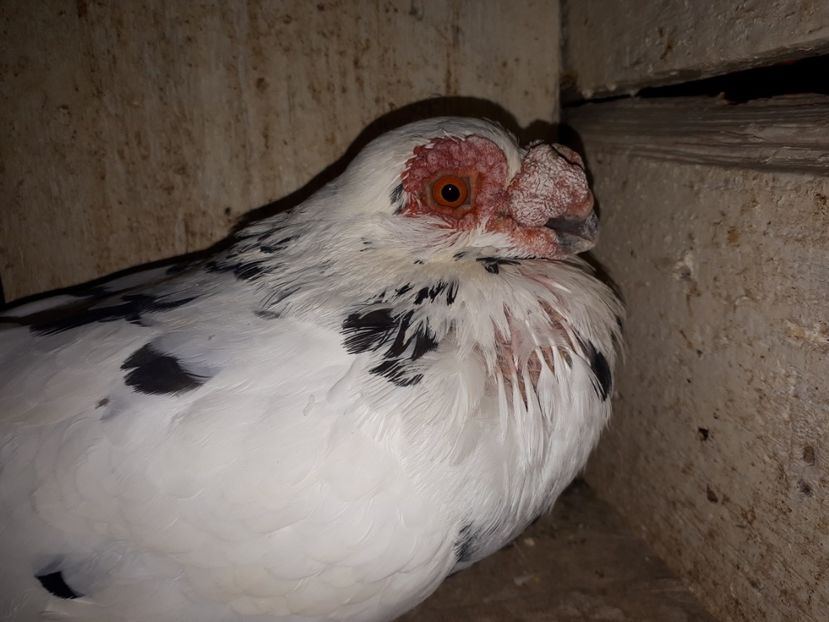 M 2017 - H _ carunculați 2018