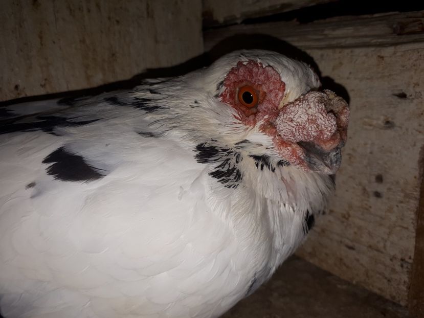  - H _ carunculați 2018