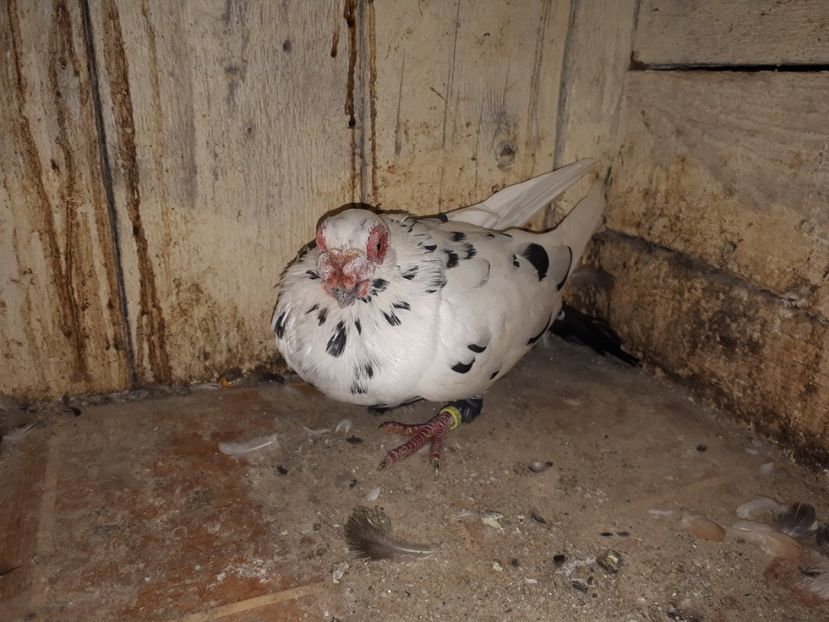  - H _ carunculați 2018