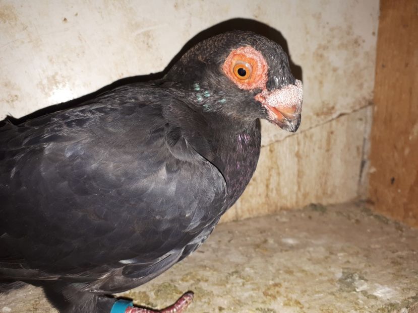 F vîndută - H3 _ tineret 2018