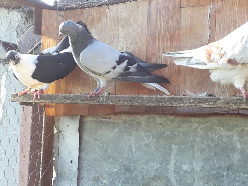  - De vanzare viorii codalbi 2018